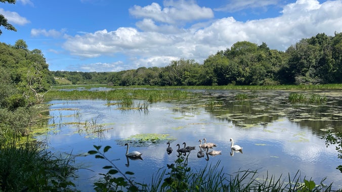 Swans on Stackpole Lakes , Pembrokeshire